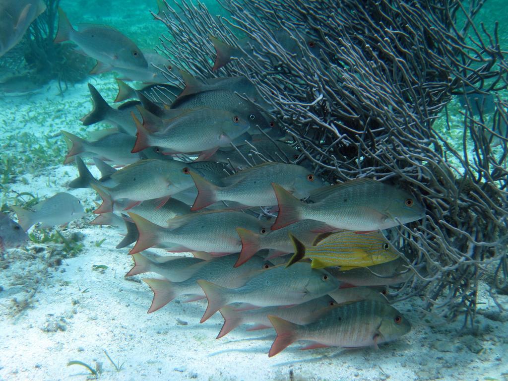 קיי קולקר Caye Reef Condos מראה חיצוני תמונה